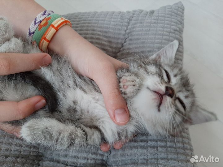 Британчики девочки