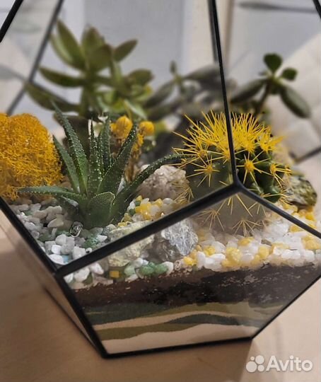 Флорариум из суккулентов.Кактус.Подарок 1 сентября