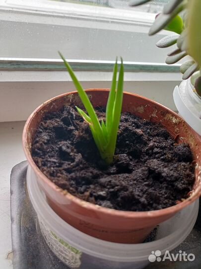 Алое вера растение