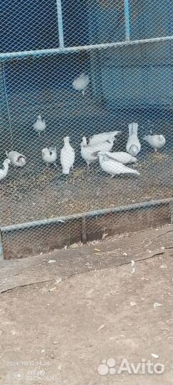 Голуби бойные