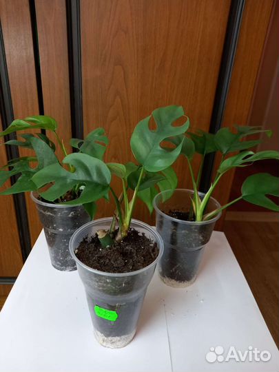 Монстера минима и монстера манки