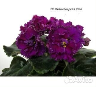 Детки сортовых фиалок