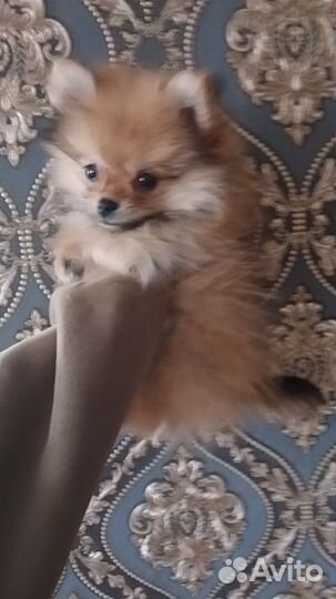 Померанский шпиц мини щенок