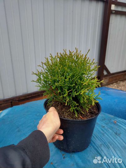 Туя Смарагд, Брабант, глобоза и др