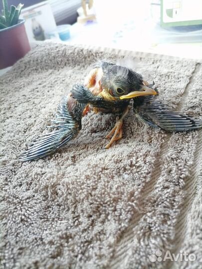 Врач-орнитолог, онлайн-консультирование