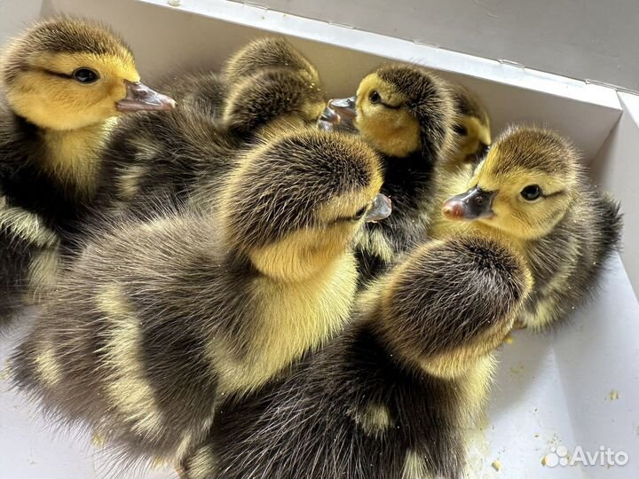 Утята суточные