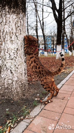 Вязка бенгалов