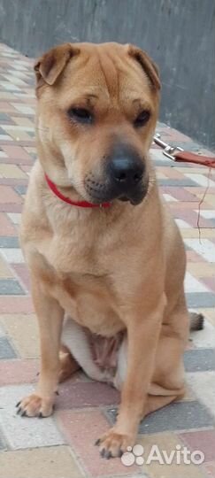 Умная, воспитанная,приучена к выгулу,знает команды