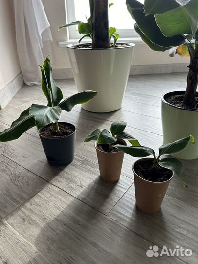 Банан киевский карлик