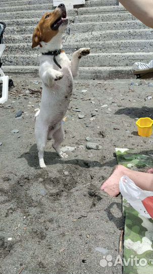 Джек Рассел терьер