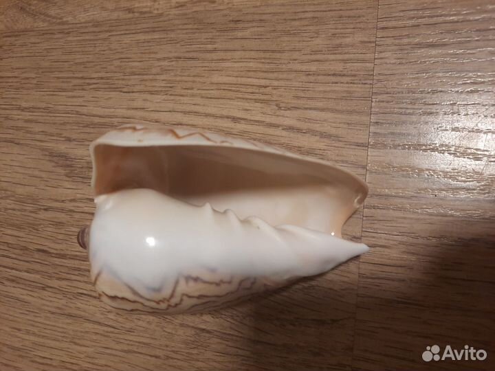 Ракушка большая с резьбой