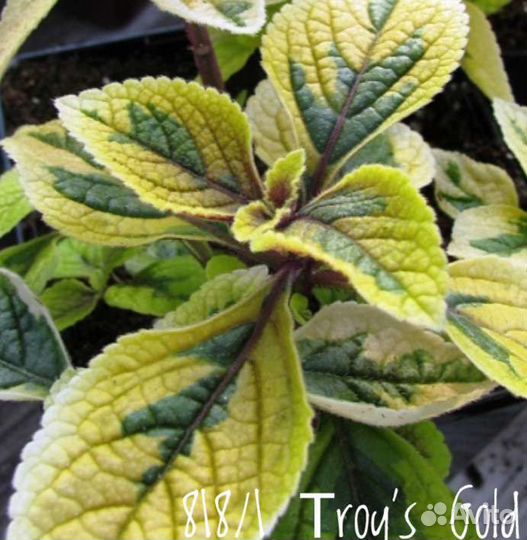 Плектрантус Ампельный Тroy’s Gold