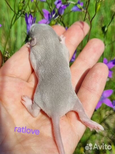 Крысята дамбо серебро рекс