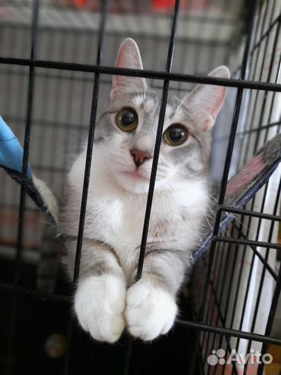 Молодая гладкошерстная кошечка