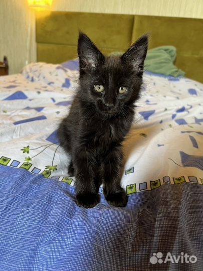 Котята мэйн кун
