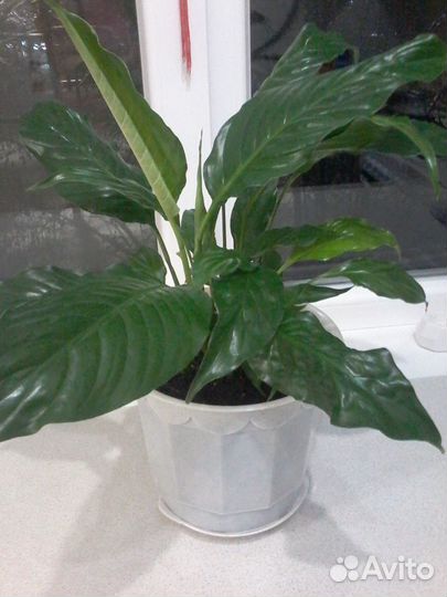 Спатифиллум отросток