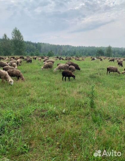 Продаём овец баранов и овце-маток 1000+ голов