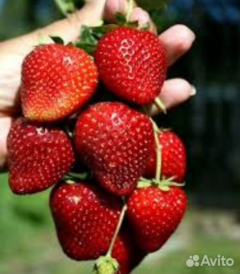 Клубника Кабрилло