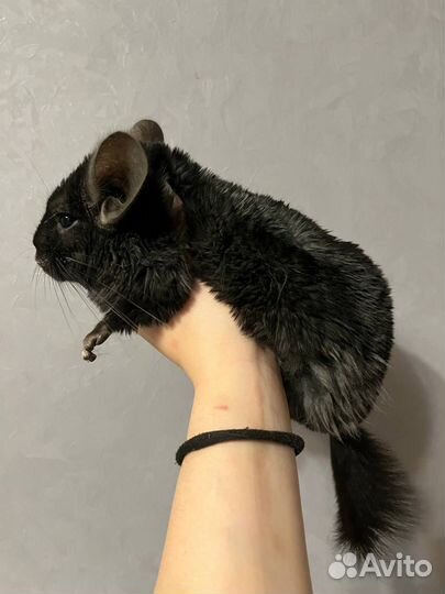 Шиншиллы