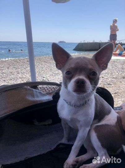 Вязка. Кобель голубого окраса ищет невесту