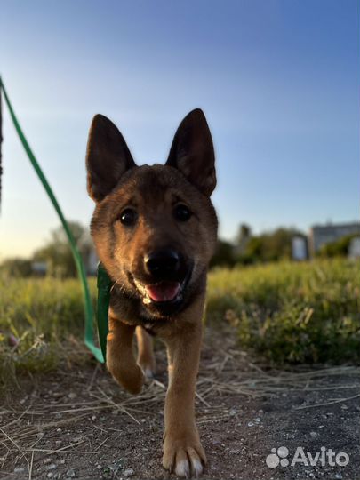 Мальчик Сиба Ину