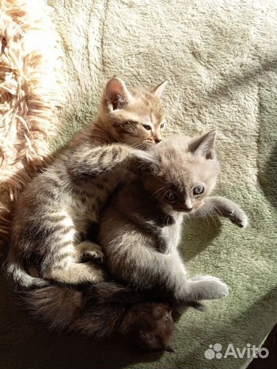 Котята в добрые руки