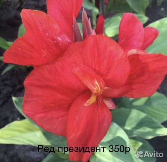 Канны сортовые