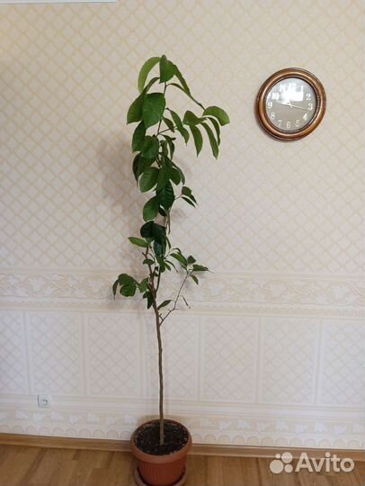 Лимоное дерево