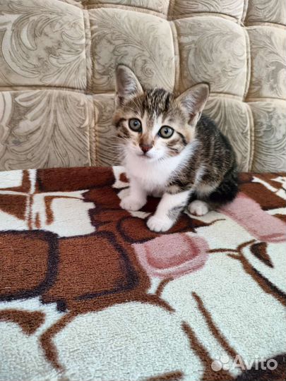 Котята в добрые руки приучены к лотку