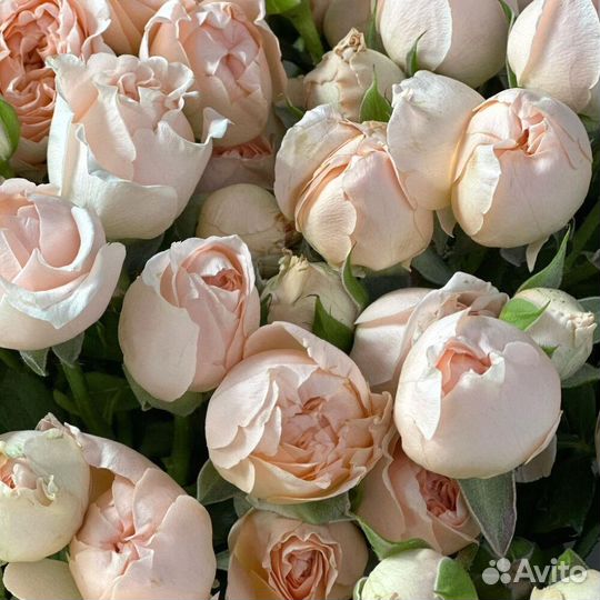 Весенняя легкость - букет из роз размер L