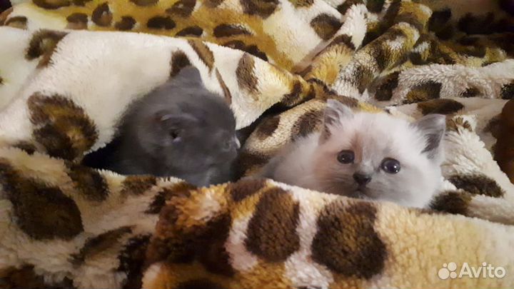Котята в добрые руки, серый мальчик, девочка белая
