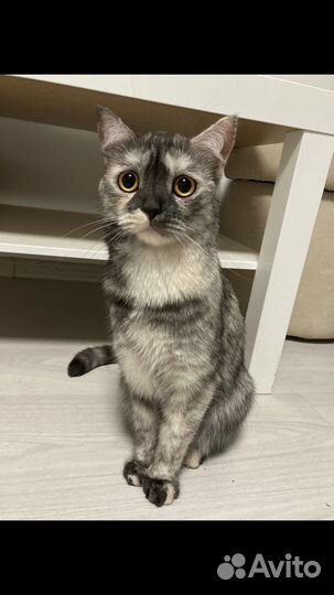 Кошка
