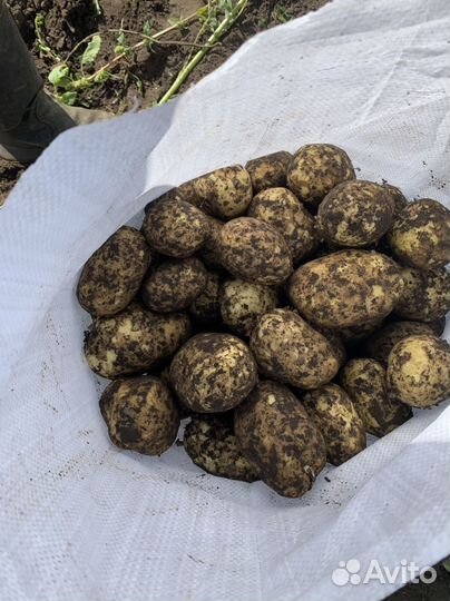 Продам картофель