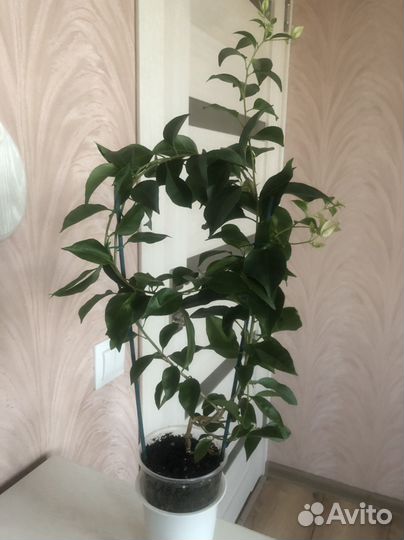 Бугенвиллия