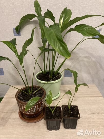 Спатифиллум