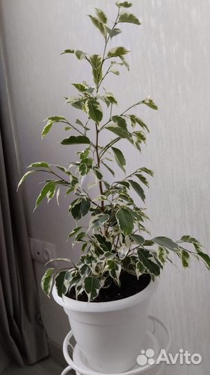 Фикус бенджамина