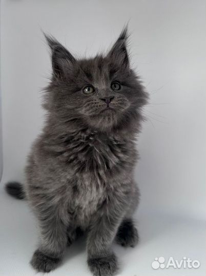 Котята Мейн-кун