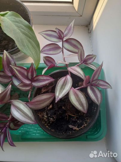 Цветы комнатные