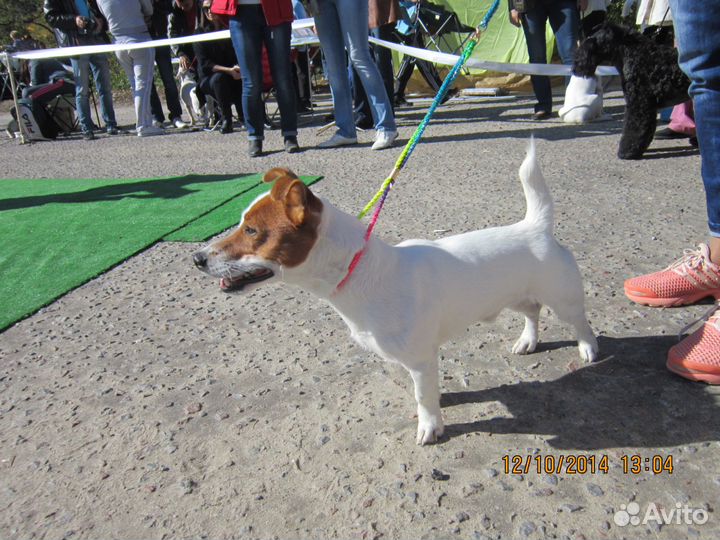 Джек Рассел Терьер приглашает на вязку