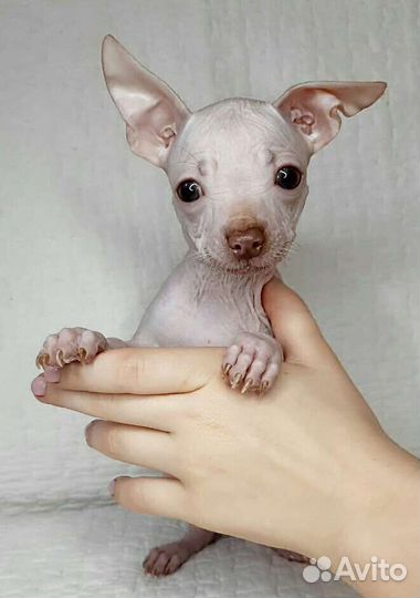 Шоколадный принц