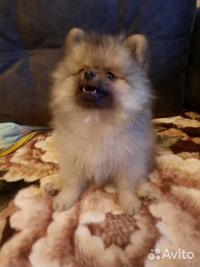 Щенки шпица