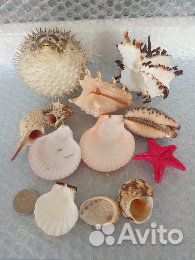 Морские ракушки