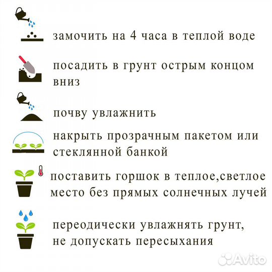 Семена Аннона 3 шт. (нойна, черимойя, эшта)