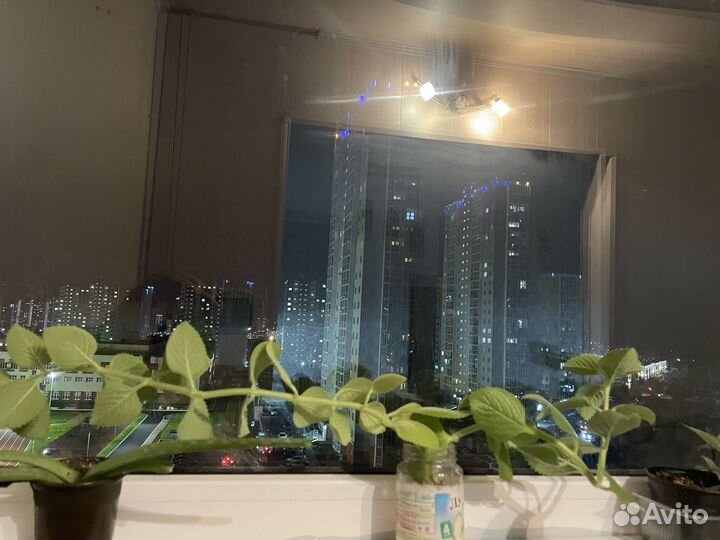 Продам мяту домашнюю и алое