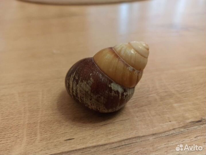 Морская раковина