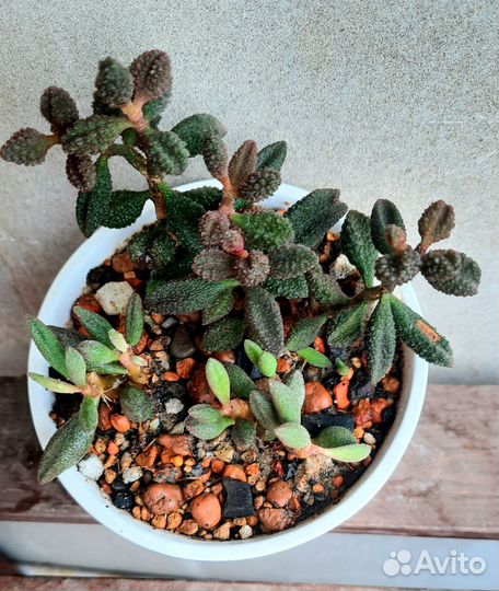 Суккулент. Адромискус Antidorcatum и Coffee Bean