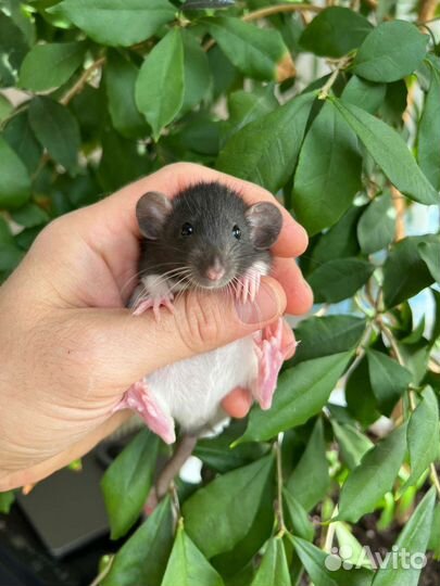 Декоративные крысы. Выбор большой