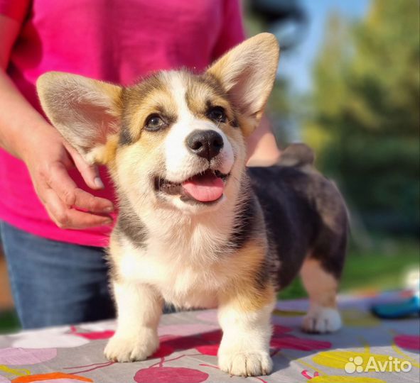 Вельш корги пемброк