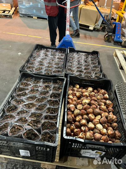 Луковицы тюльпанов оптом. Голландия