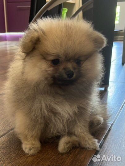 Померанский шпиц мини